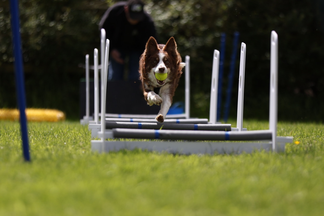 A border collie runs over jumps holding a tennis ball