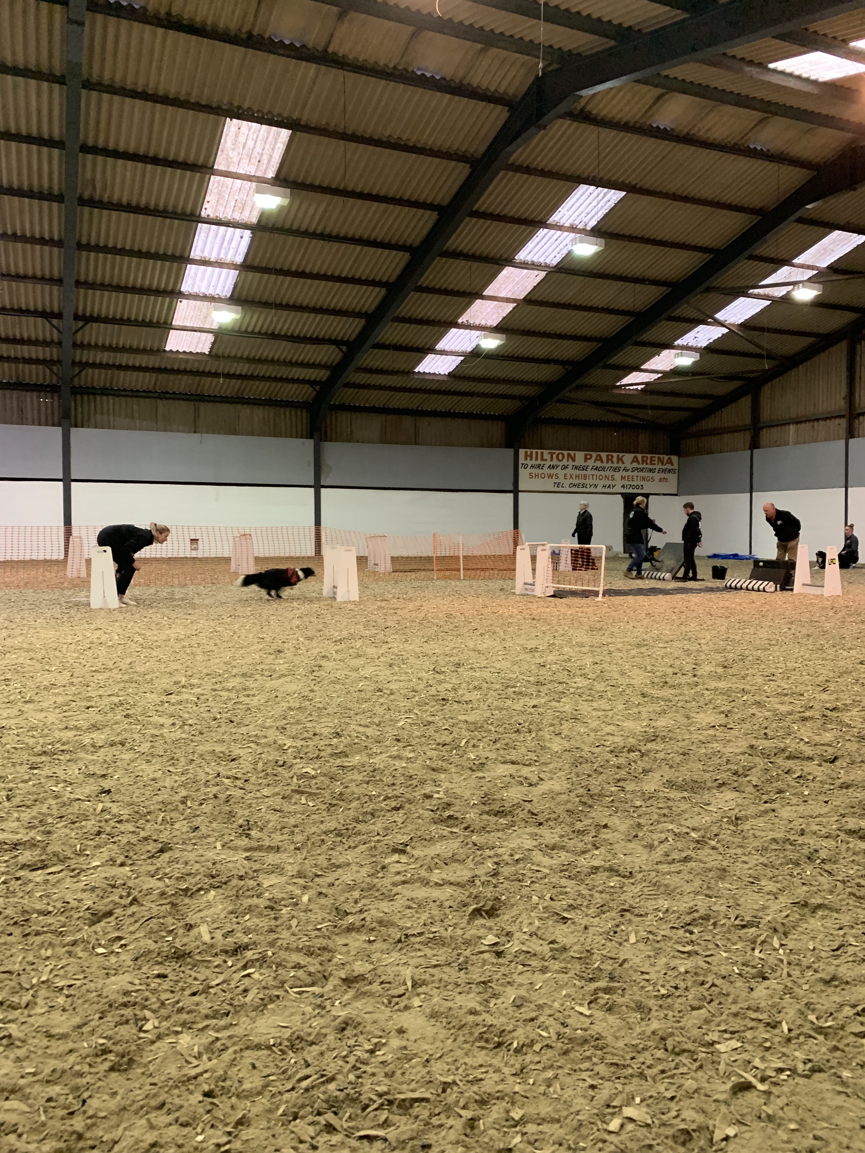 A border collie is encouraged down a flyball lane inside an indoor arena