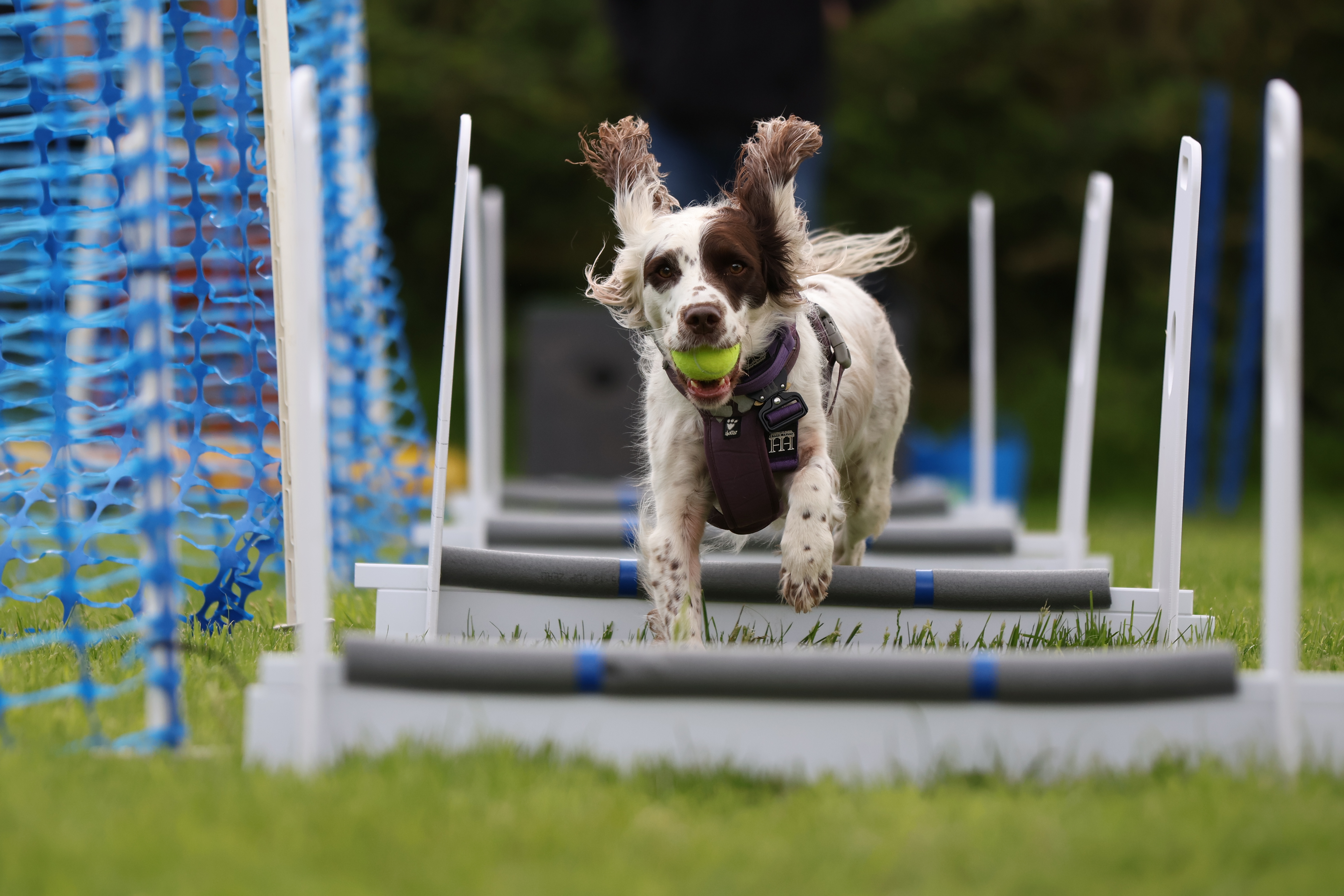 A springer spaniel runs over jumps holding a tennis ball