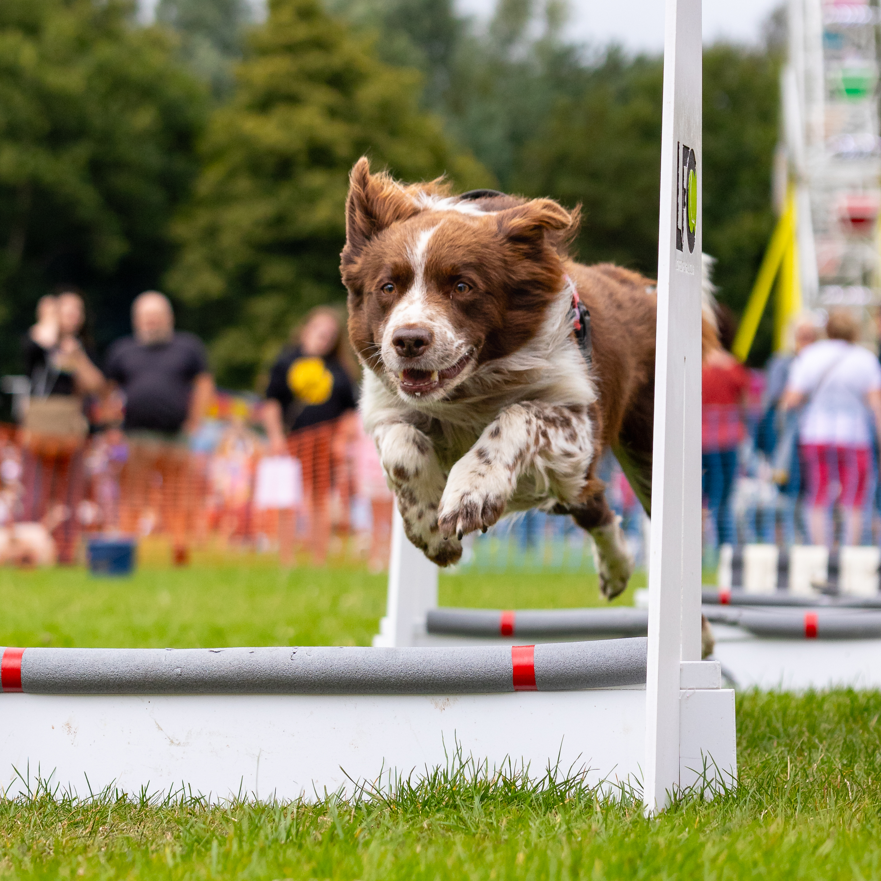 A border collie runs over jumps in front of a crowd