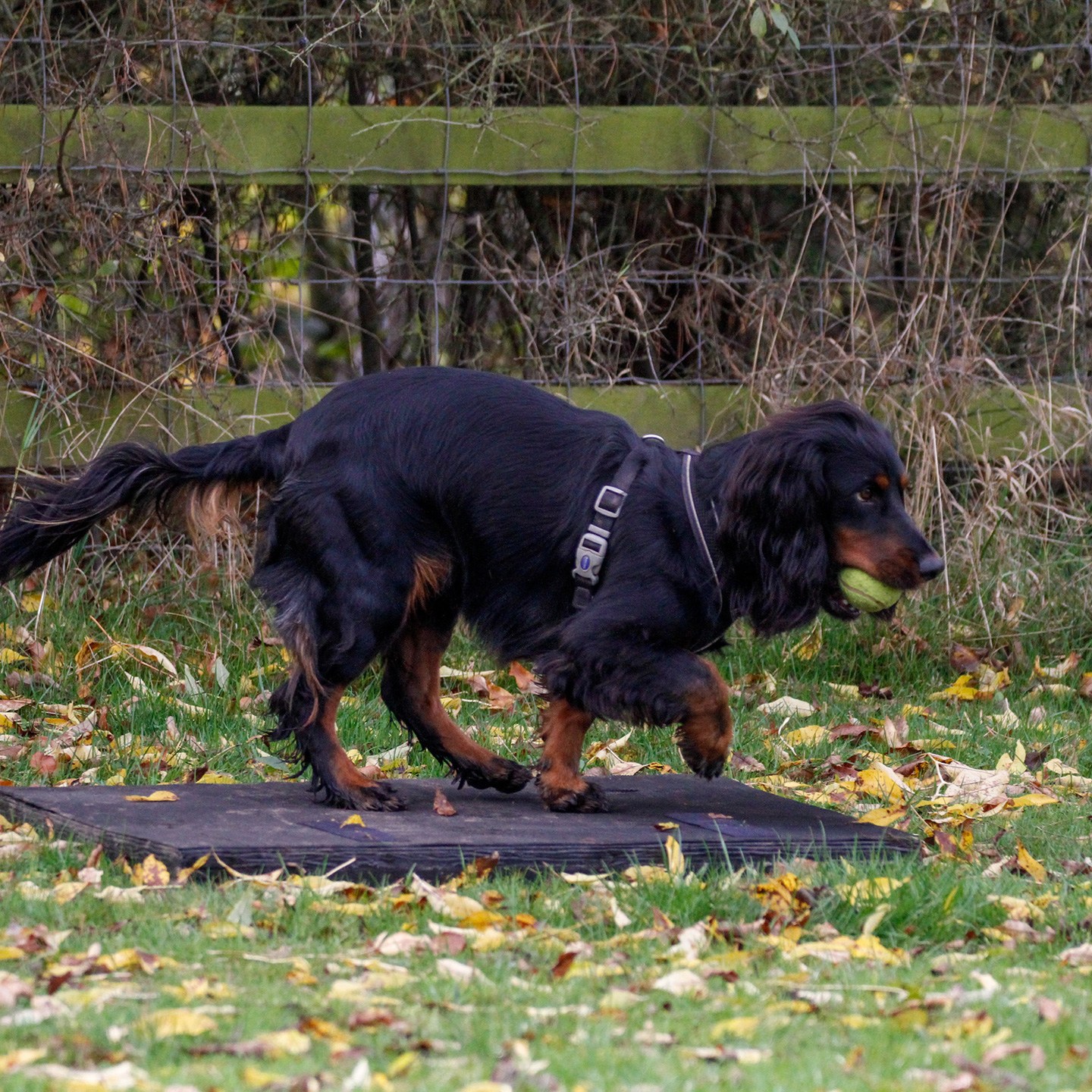 A cocker spaniel retrieves a ball from a board on the floor