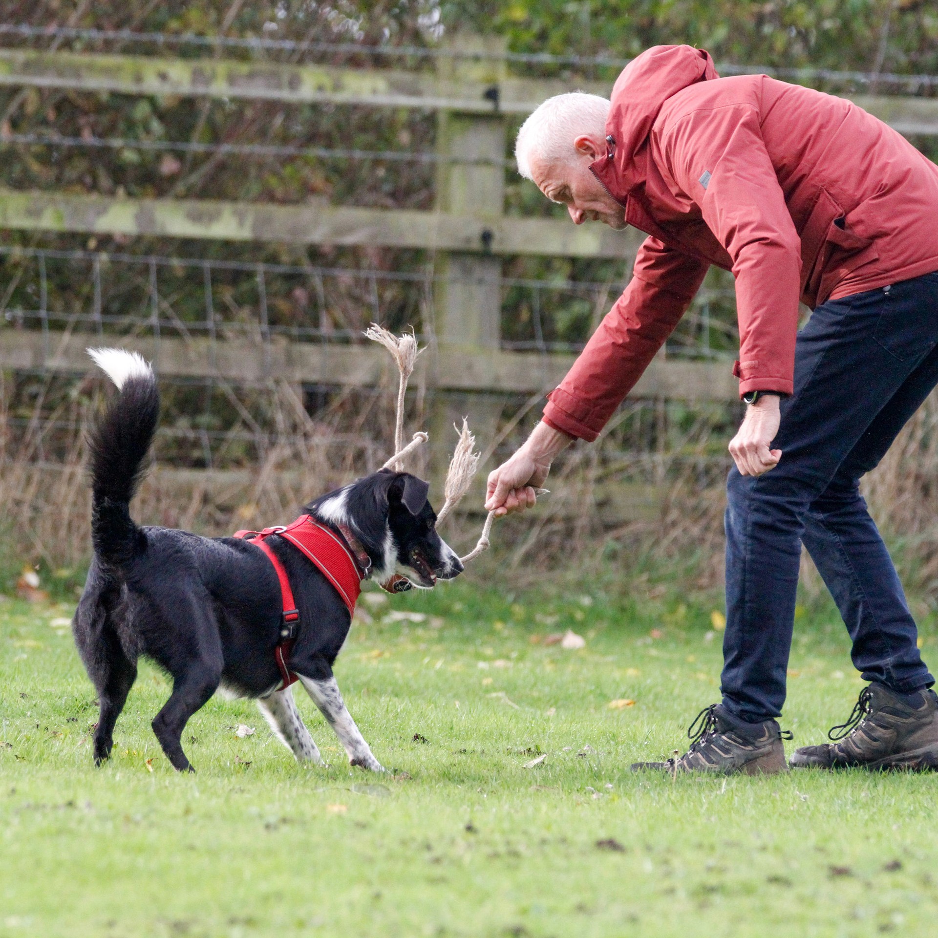A border collie plays with a tug toy with her owner
