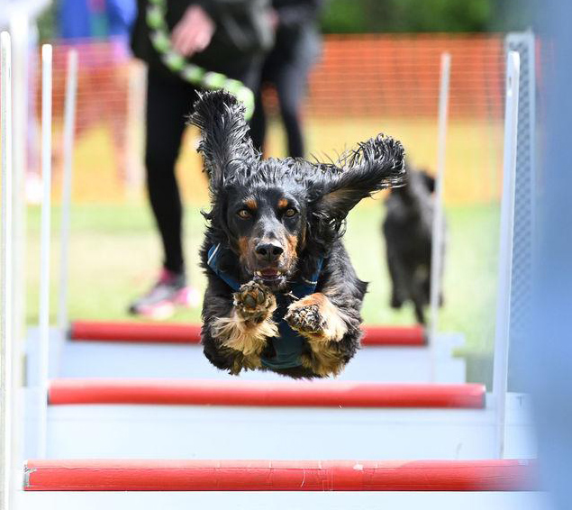 A black and tan cocker spaniel races down the flyball lane