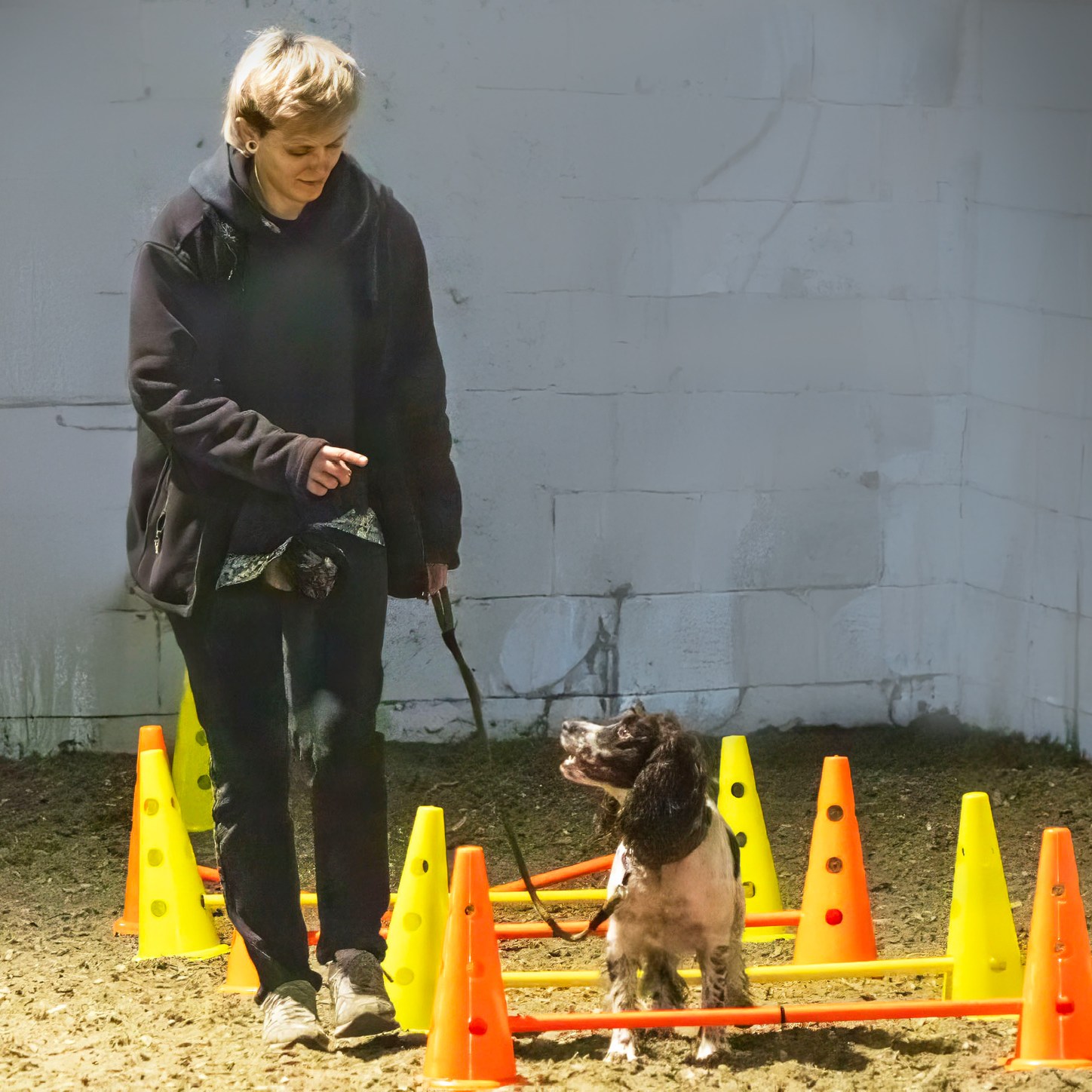 A spaniel tries cavaletti